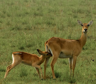 Wildlife in Lake Mburo National Park