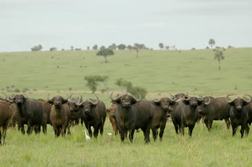 Buffaloes in Queen Elizabeth National Park