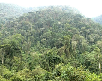 The Impenetrable Forest - Home to the Gorillas