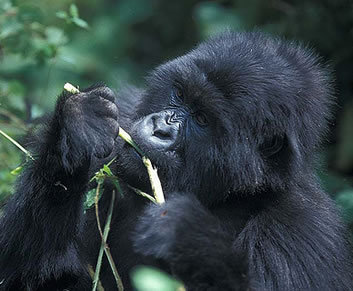 Mountain Gorilla in Bwindi Forest