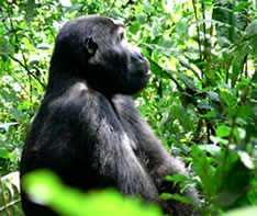 Mountain Gorilla - Bwindi Gorilla Forest