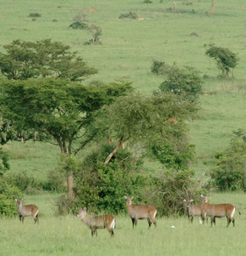 Wildlife (Game Viewing) in Uganda