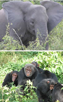 Elephants & Chimpanzees in Uganda