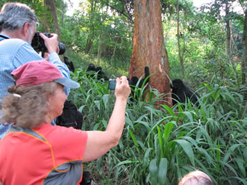 Taking Pictures of the Mountain Gorillas on a Uganda Gorilla Tour