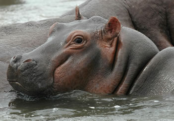 Hippo in Queen Elizabeth National park
