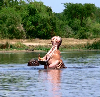 Hippo Found Along the Kazinga Channel