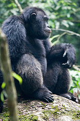 Chimpanzee Found on a Chimp Trek through the Rain Forest