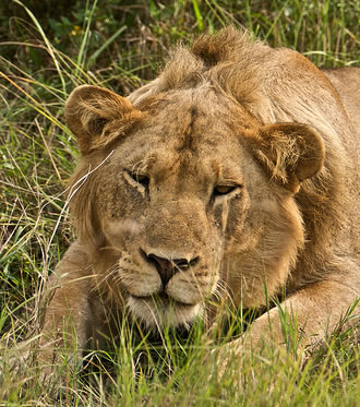 African Lion - Easily Seen on a Uganda Safari