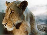 Lion - Highlight of a Uganda Wildlife Safari