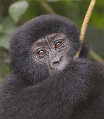 Camping in Ssese Islands, Uganda. Mountain Gorilla by Peter Price