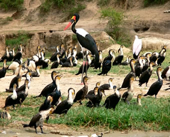 Birds Found on a Safari In Queen Elizabeth National Park