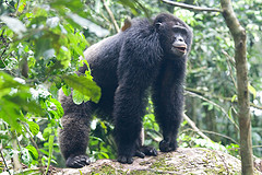 Chimpanzee Trek in Kibale Forest
