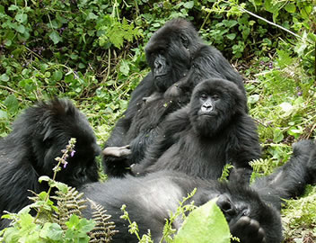 Mountain Gorilla Family - Susa Group